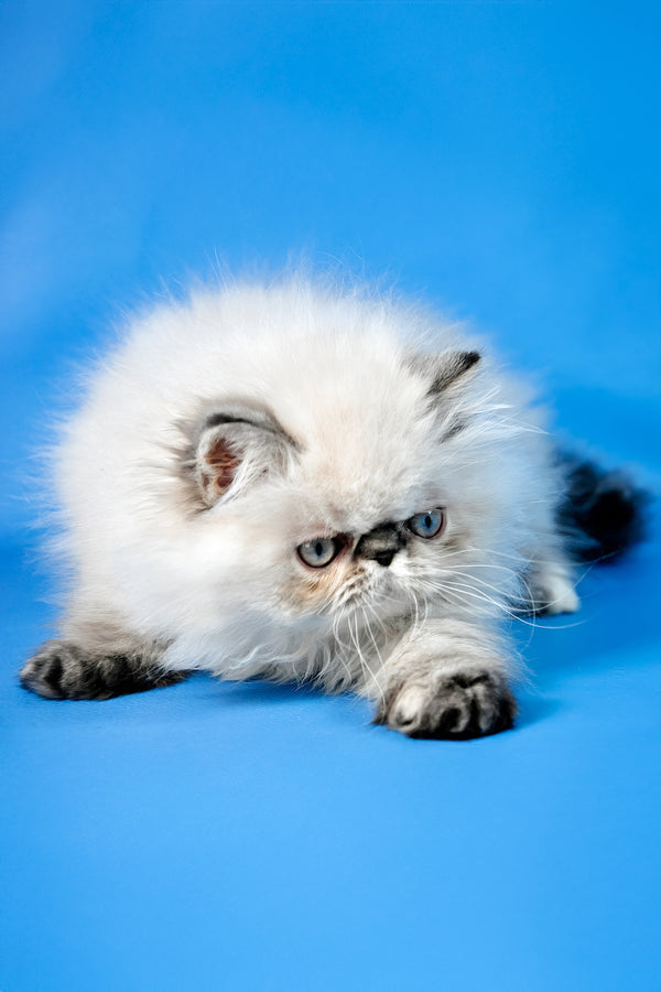 Amanda | Persian Kitten