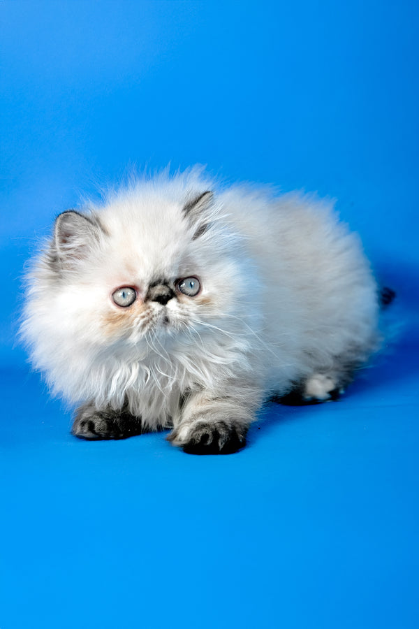 Amanda | Persian Kitten