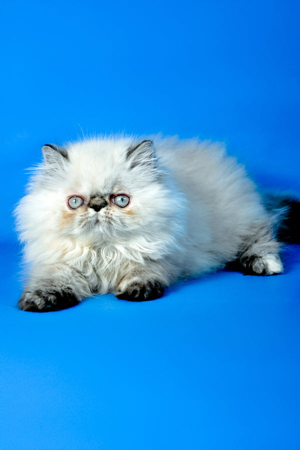 Amanda | Persian Kitten