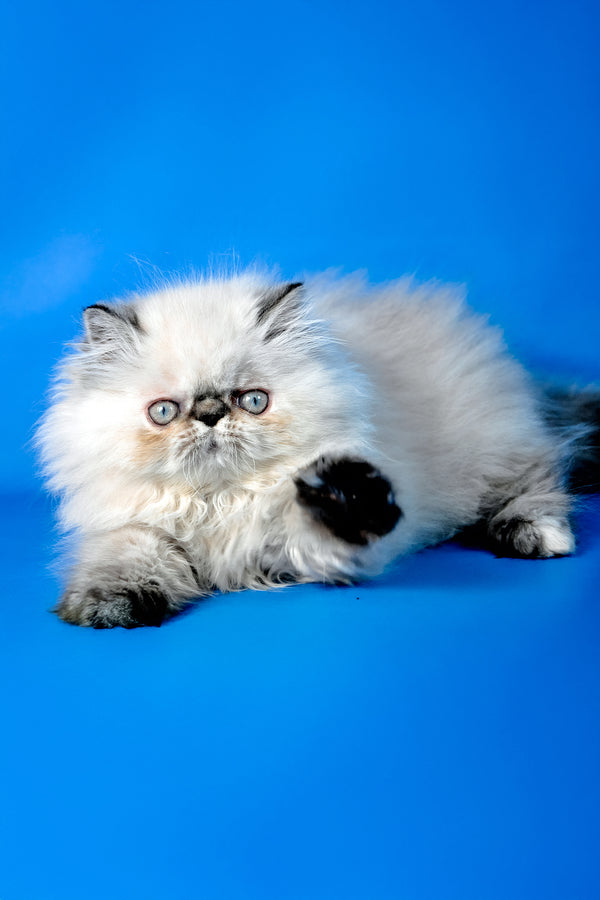 Amanda | Persian Kitten