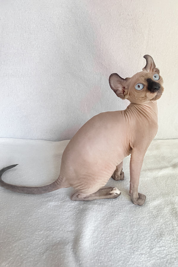 Amanda | Elf Sphynx Kitten