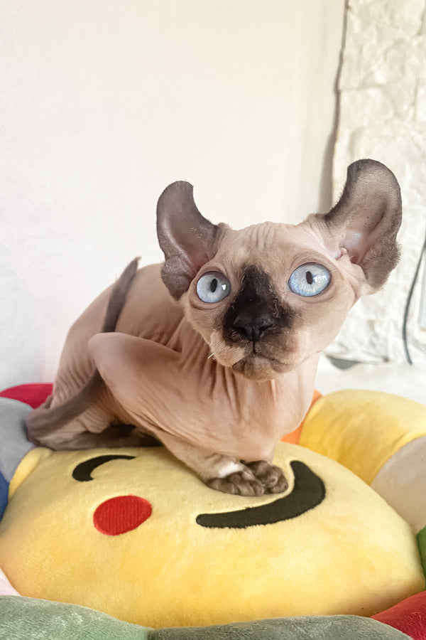 Amanda | Elf Sphynx Kitten