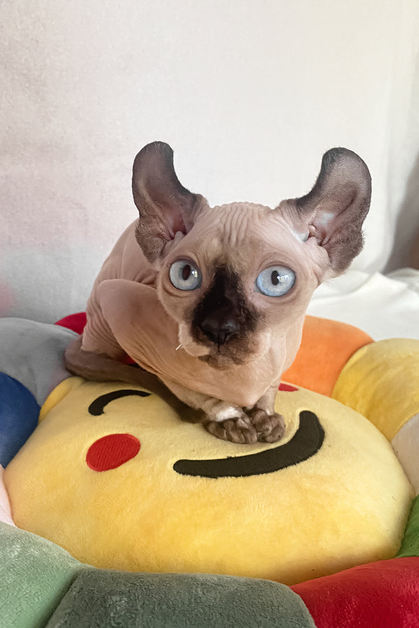 Amanda | Elf Sphynx Kitten