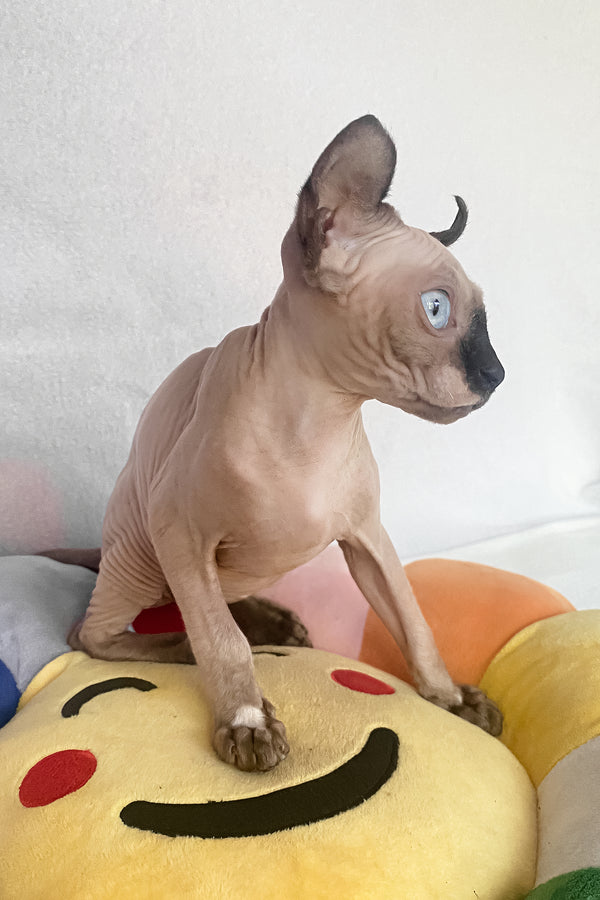Amanda | Elf Sphynx Kitten