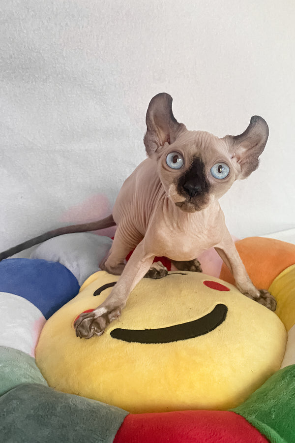 Amanda | Elf Sphynx Kitten