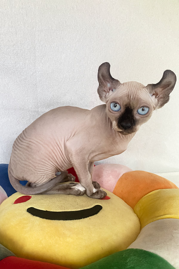 Amanda | Elf Sphynx Kitten