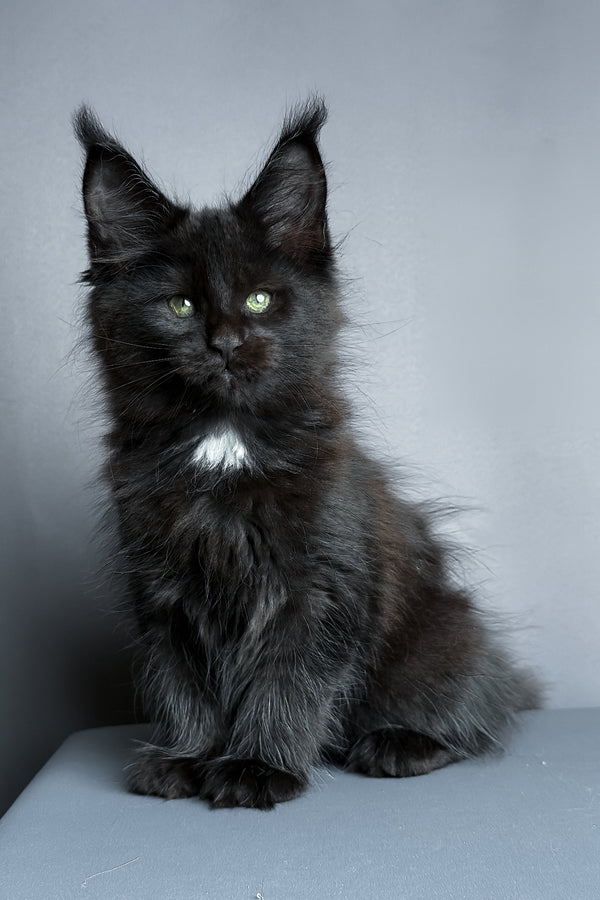Amaya | Maine Coon Kitten