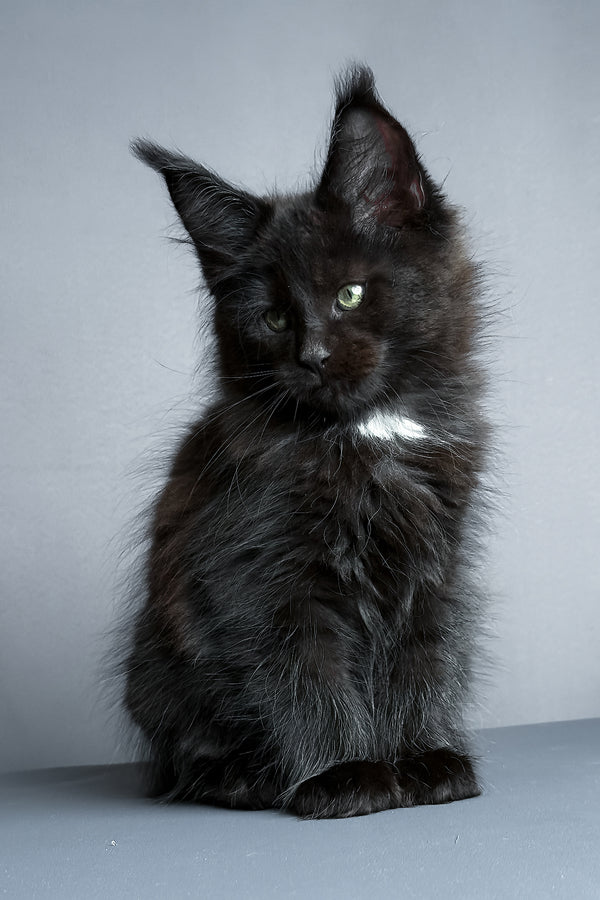 Amaya | Maine Coon Kitten