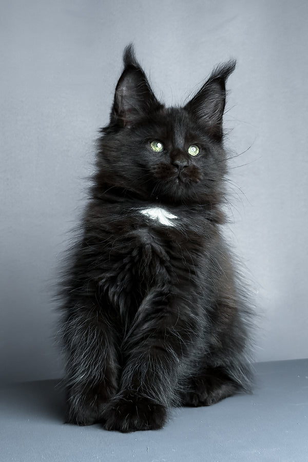 Amaya | Maine Coon Kitten