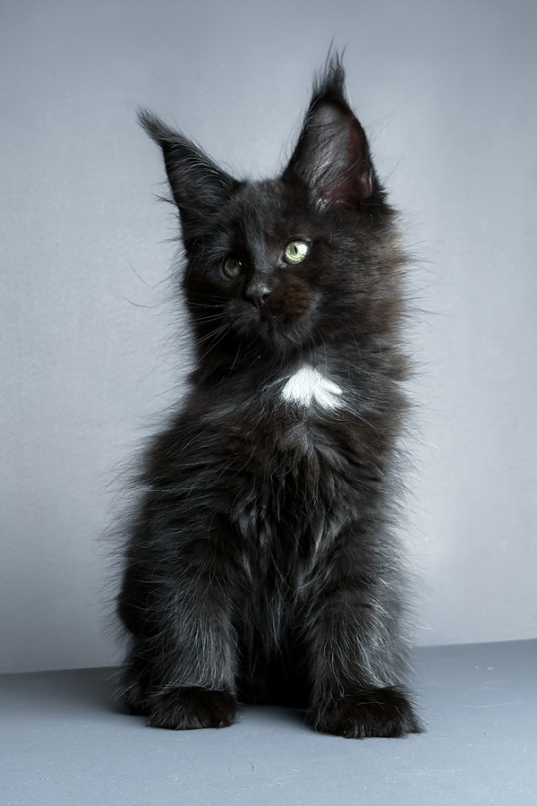 Amaya | Maine Coon Kitten