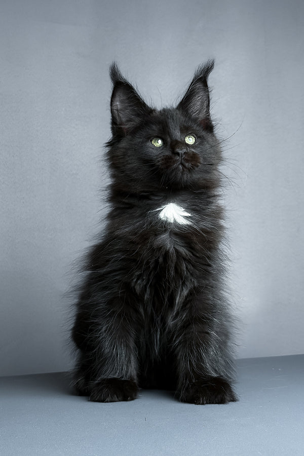 Amaya | Maine Coon Kitten