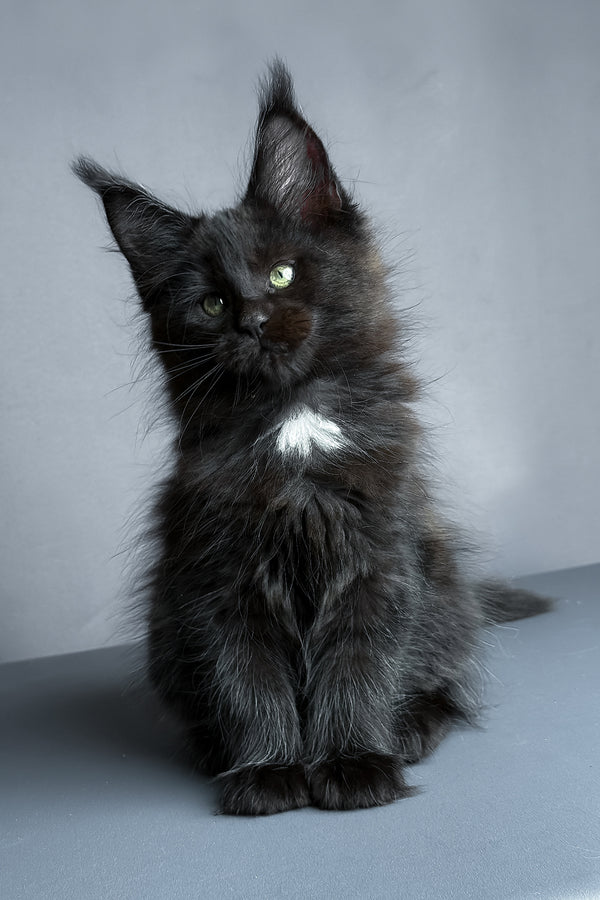 Amaya | Maine Coon Kitten