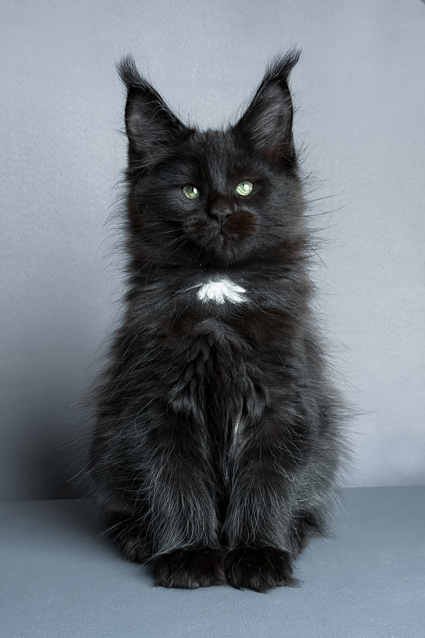 Amaya | Maine Coon Kitten