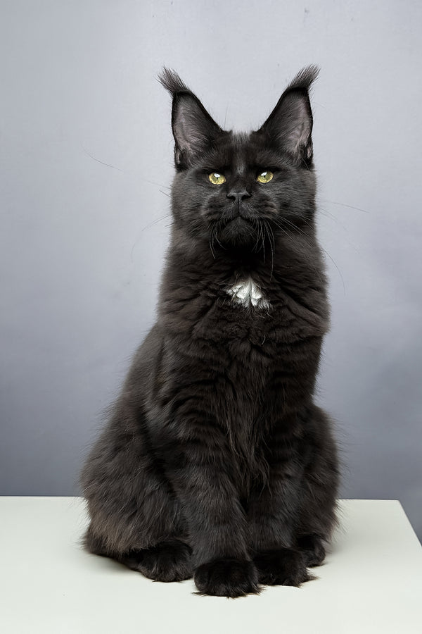 Amaya | Maine Coon Kitten