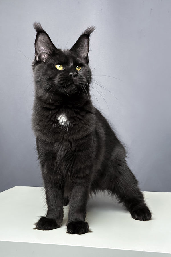 Amaya | Maine Coon Kitten