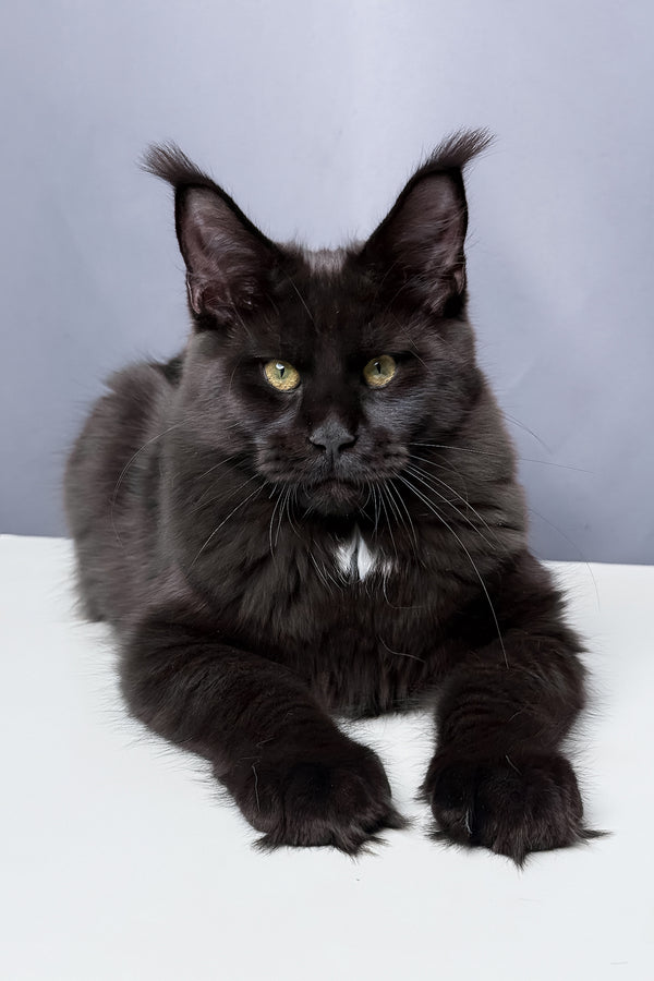 Amaya | Maine Coon Kitten