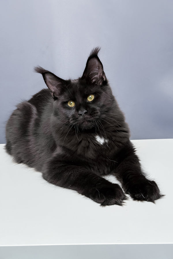 Amaya | Maine Coon Kitten