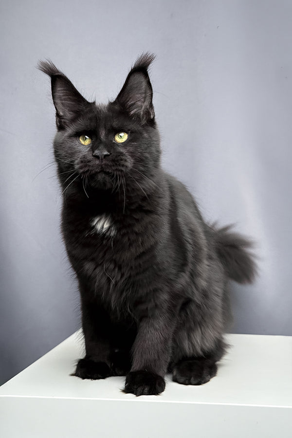 Amaya | Maine Coon Kitten