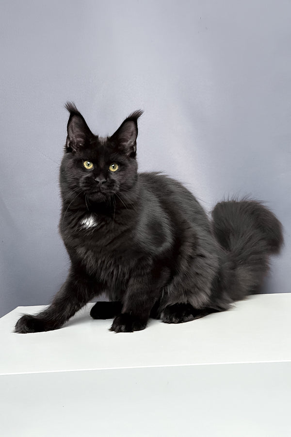 Amaya | Maine Coon Kitten