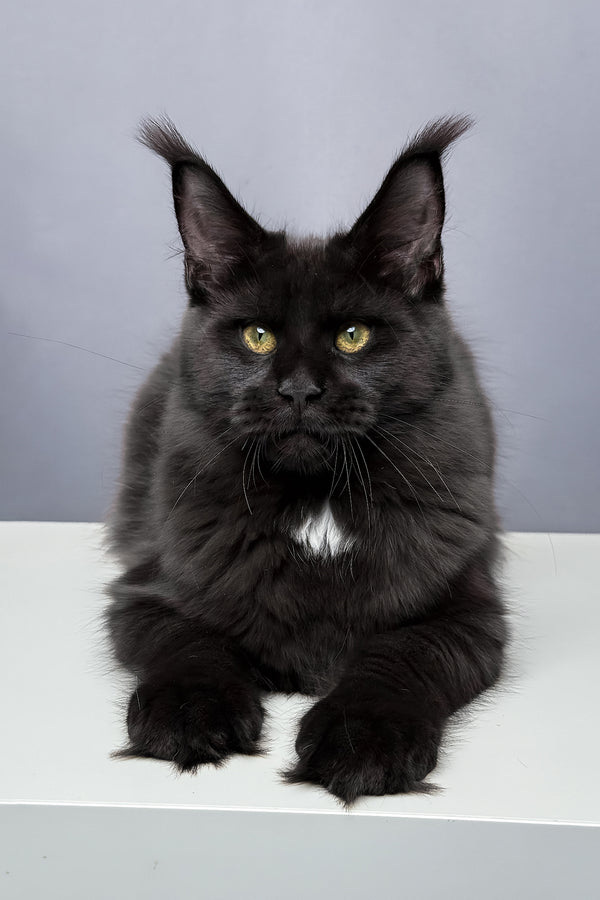 Amaya | Maine Coon Kitten