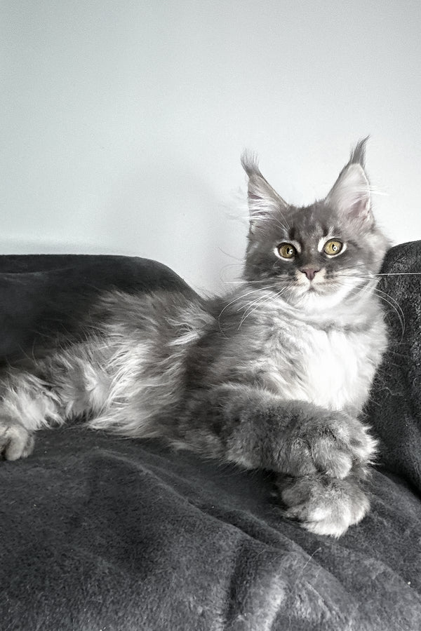 Ambition | Maine Coon Kitten