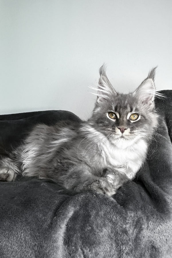 Ambition | Maine Coon Kitten