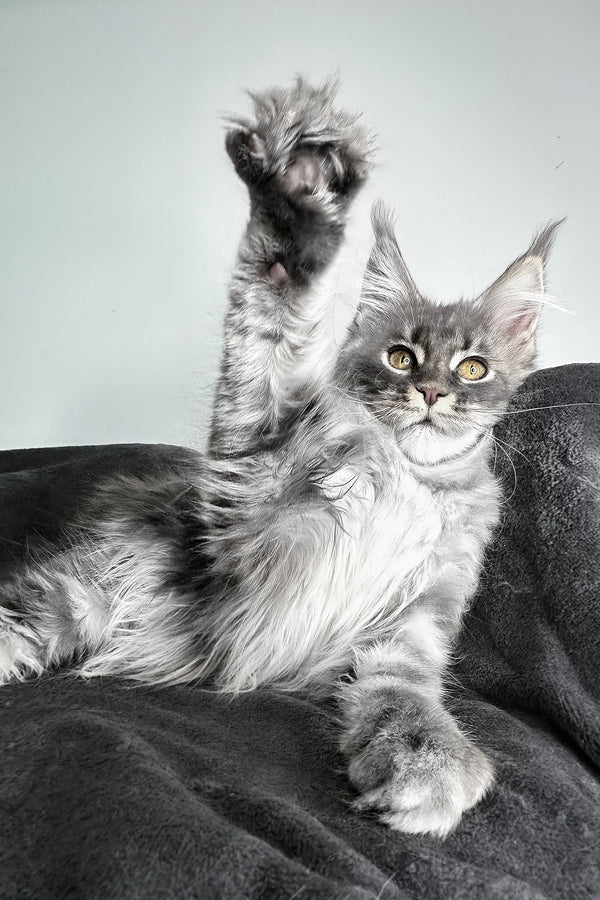 Ambition | Maine Coon Kitten