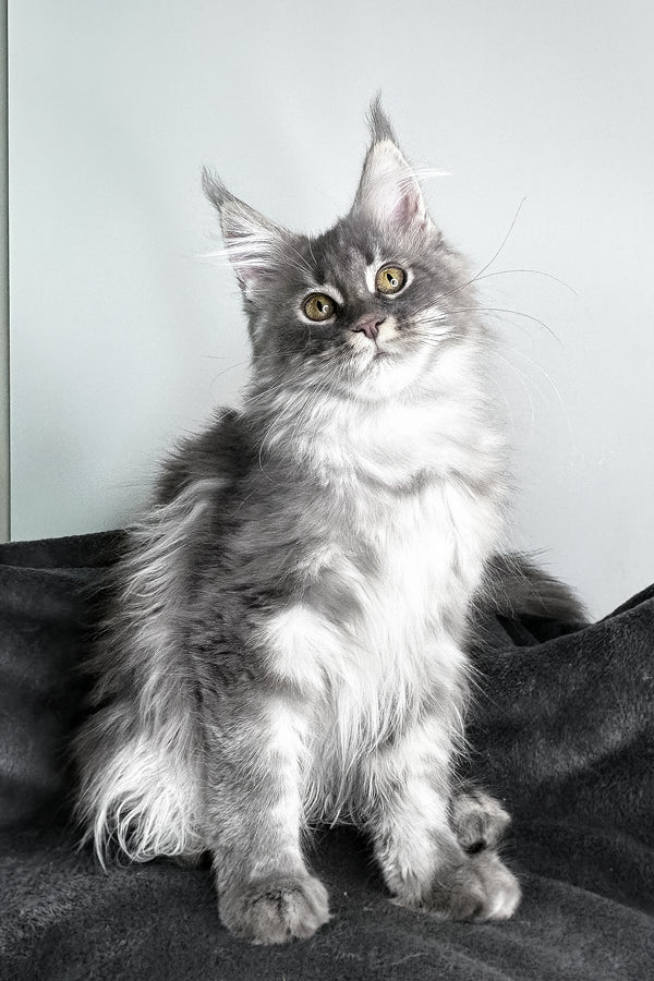 Ambition | Maine Coon Kitten