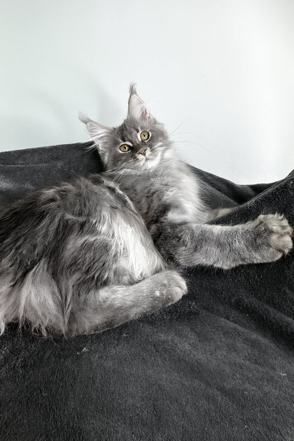 Ambition | Maine Coon Kitten