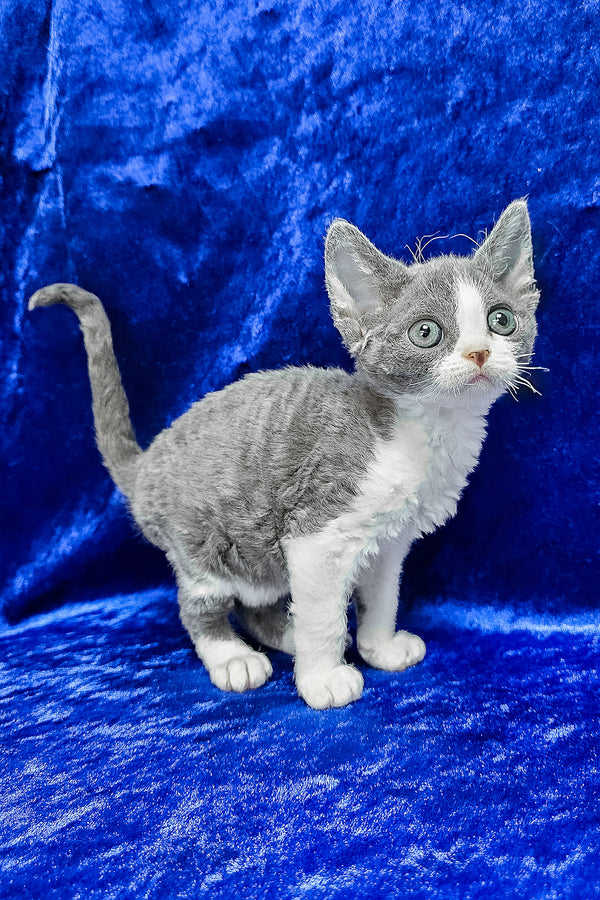 Amelia | Devon Rex Kitten