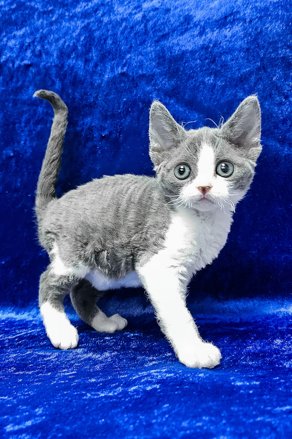 Amelia | Devon Rex Kitten
