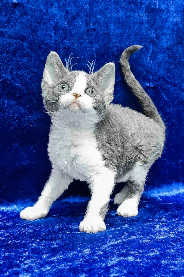 Amelia | Devon Rex Kitten