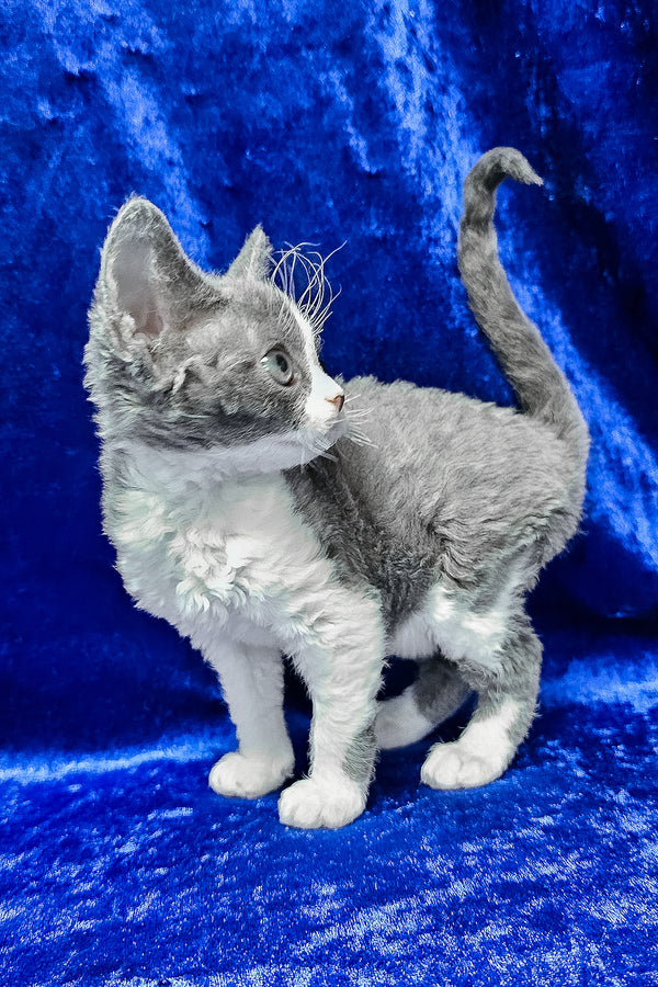 Amelia | Devon Rex Kitten