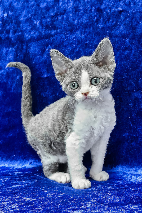 Amelia | Devon Rex Kitten