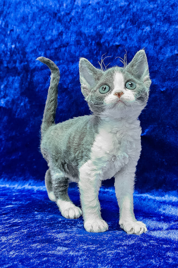 Amelia | Devon Rex Kitten