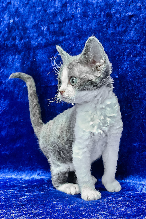 Amelia | Devon Rex Kitten