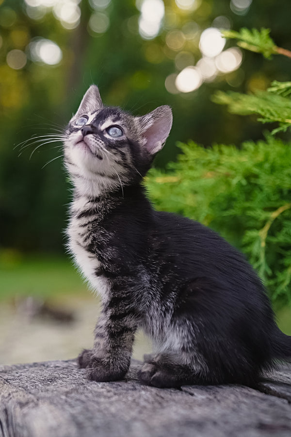 Amelia | Bengal Kitten