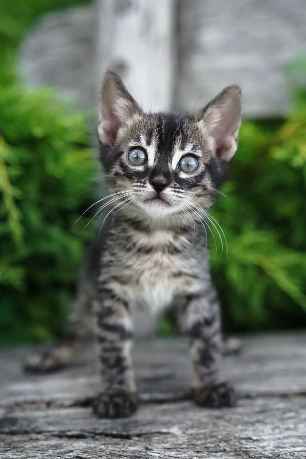 Amelia | Bengal Kitten