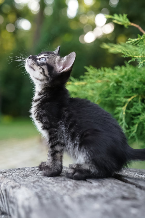Amelia | Bengal Kitten