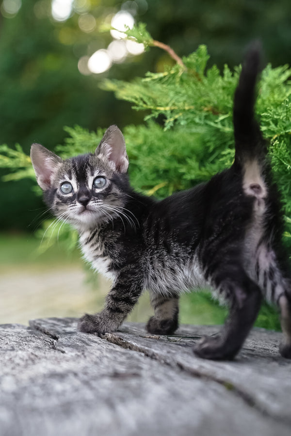 Amelia | Bengal Kitten