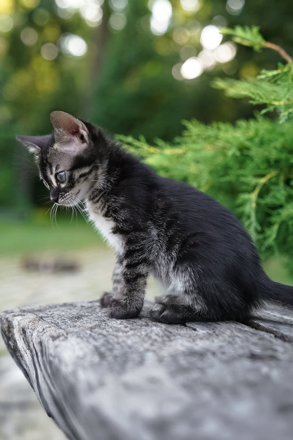 Amelia | Bengal Kitten