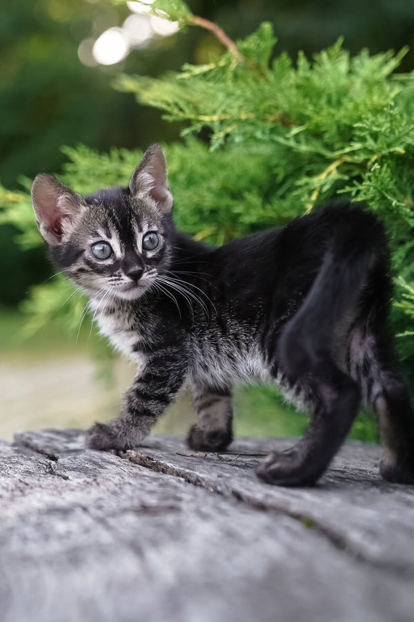 Amelia | Bengal Kitten