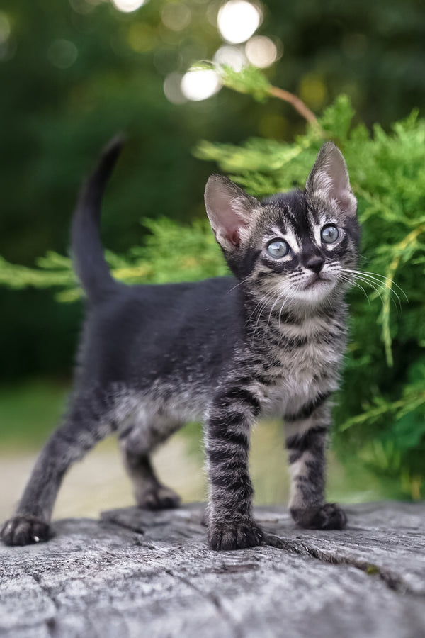 Amelia | Bengal Kitten