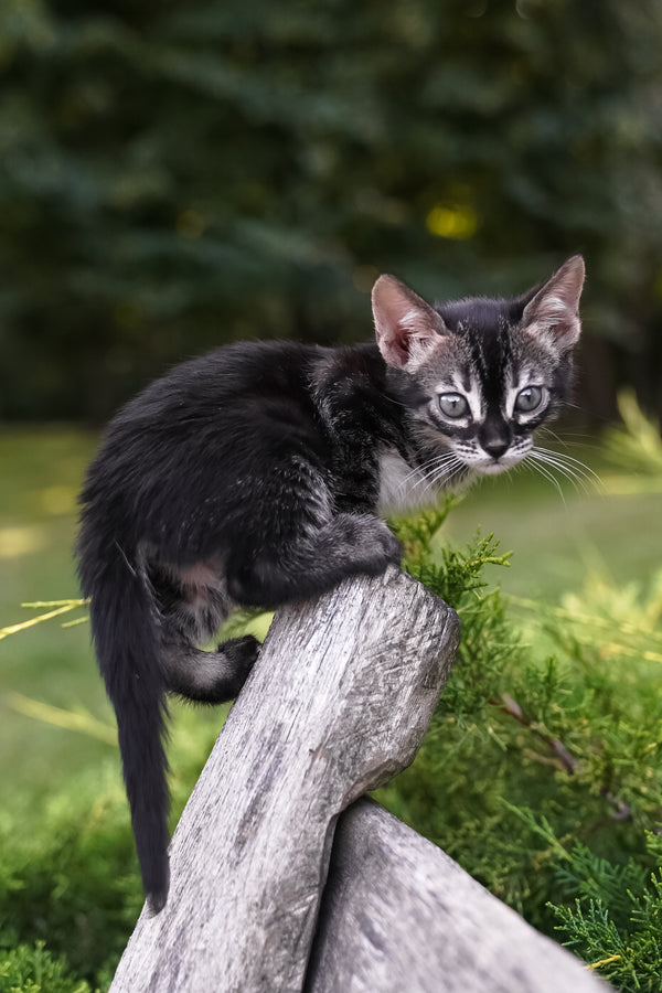 Amelia | Bengal Kitten