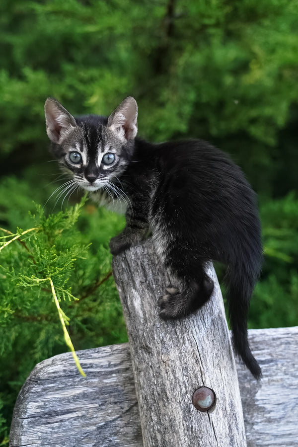 Amelia | Bengal Kitten