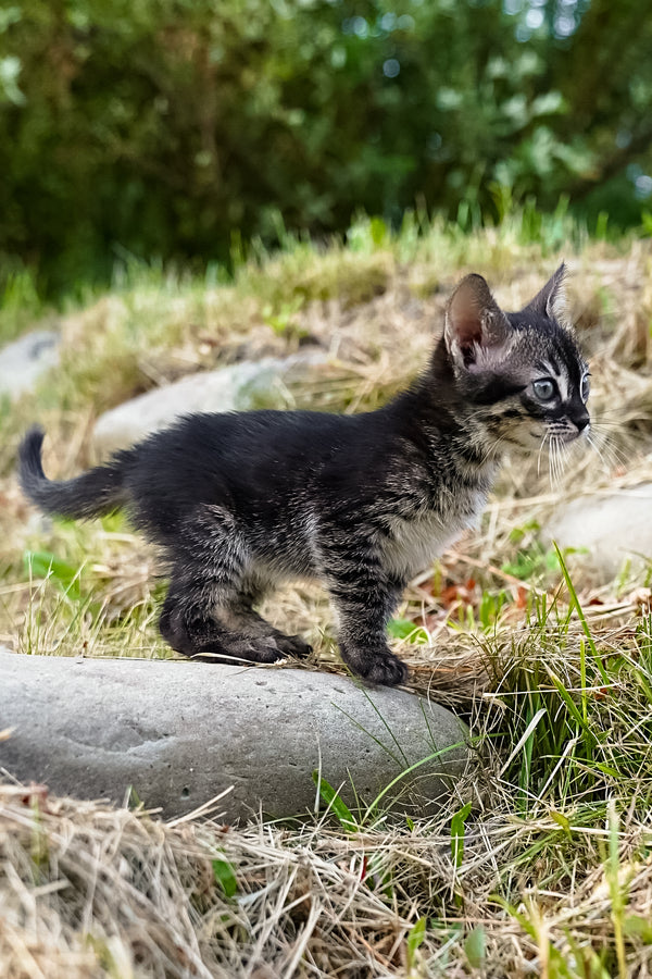 Amelia | Bengal Kitten