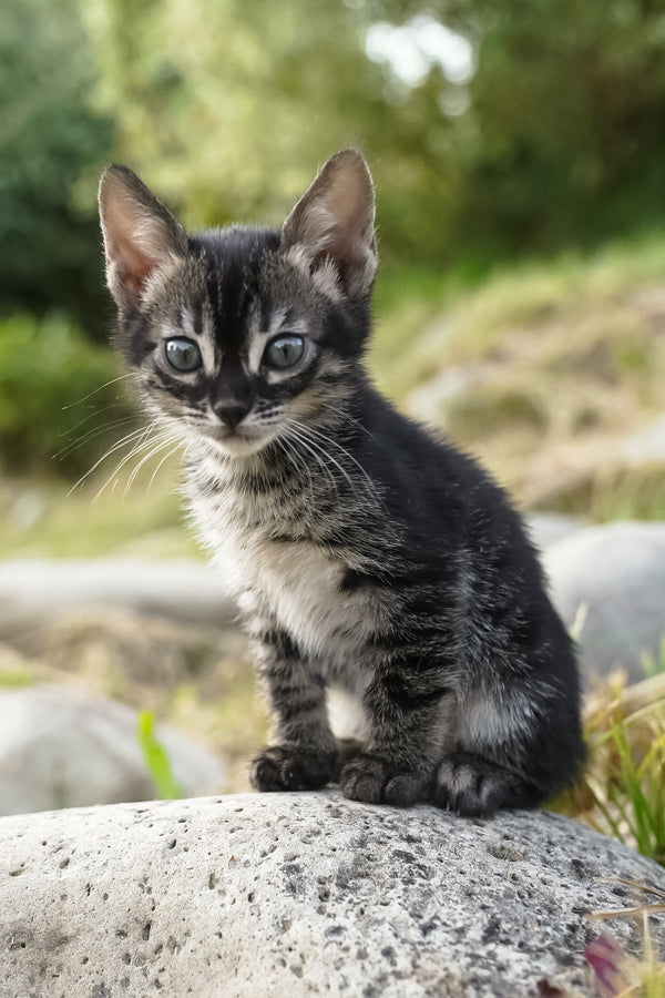 Amelia | Bengal Kitten