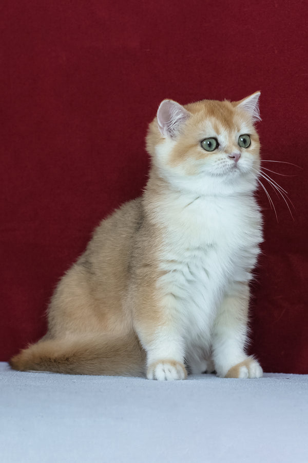 Amelia | British Shorthair Kitten