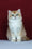 Amelia | British Shorthair Kitten