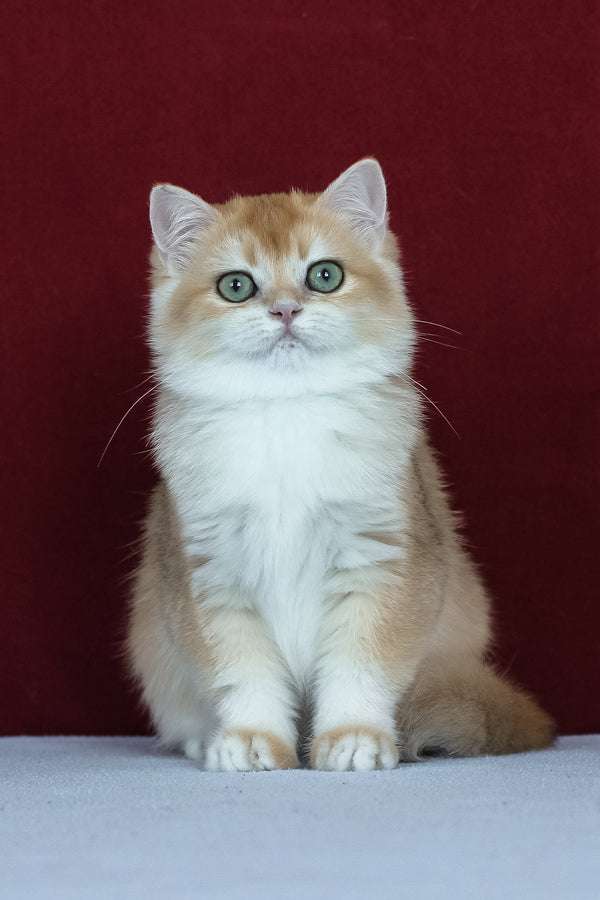 Amelia | British Shorthair Kitten